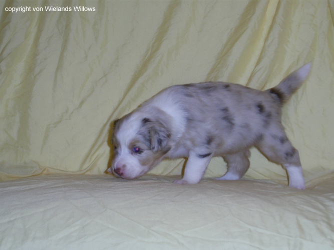 Zum Beenden - Bild anklicken